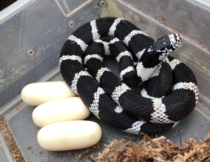 Victorville California Kingsnake
